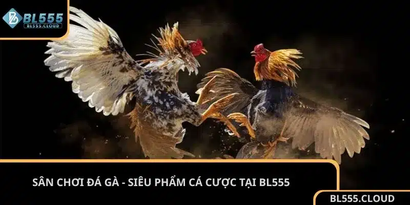 Sân chơi đá gà - Siêu phẩm cá cược tại BL555